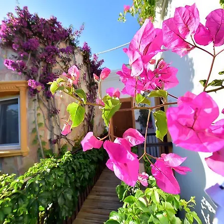 Отель Tropicana 3*